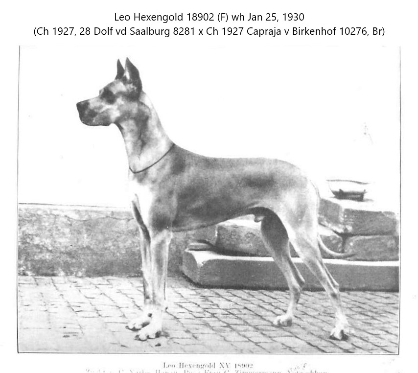 Leo Hexengold